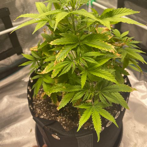 Super Lemon Haze Auto 1/20 growlog timeline photo
