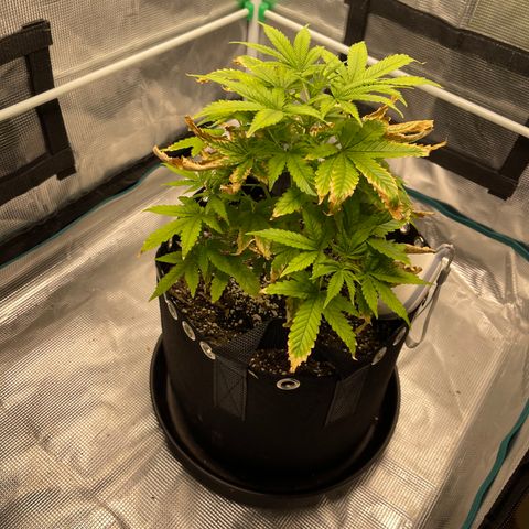 Super Lemon Haze Auto 1/20 growlog timeline photo