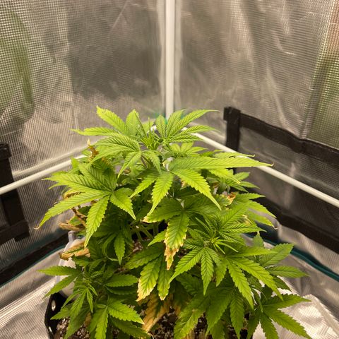 Super Lemon Haze Auto 1/20 growlog timeline photo