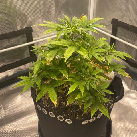 Super Lemon Haze Auto 1/20 growlog timeline photo