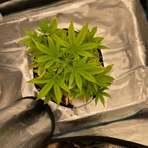 Super Lemon Haze Auto 1/20 growlog timeline photo