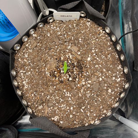 Gelato 1 growlog timeline photo