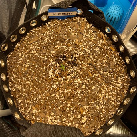 Blue Diesel 1 growlog timeline photo