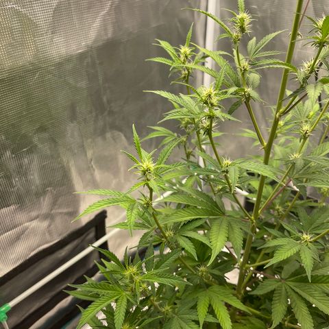 Super Lemon Haze Auto 1/20 growlog timeline photo