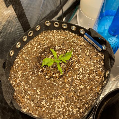 Blue Diesel 1 growlog timeline photo