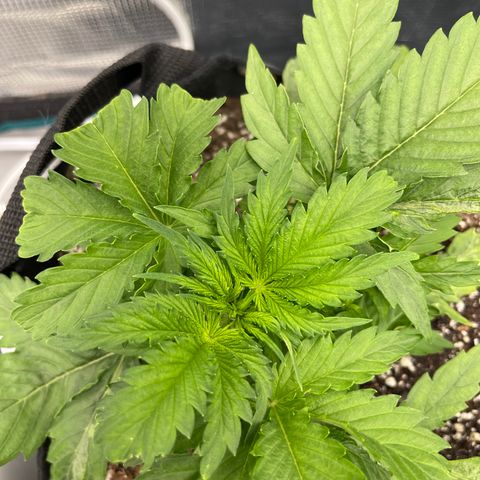 Blue Diesel 1 growlog timeline photo