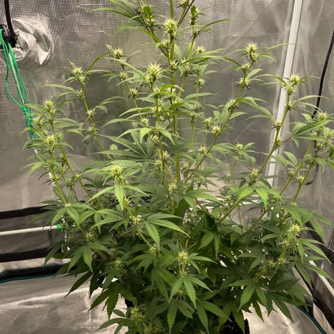 Super Lemon Haze Auto 1/20 growlog photo: Defoliation 
