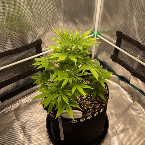 Super Lemon Haze Auto 1/20 growlog photo: Before LST