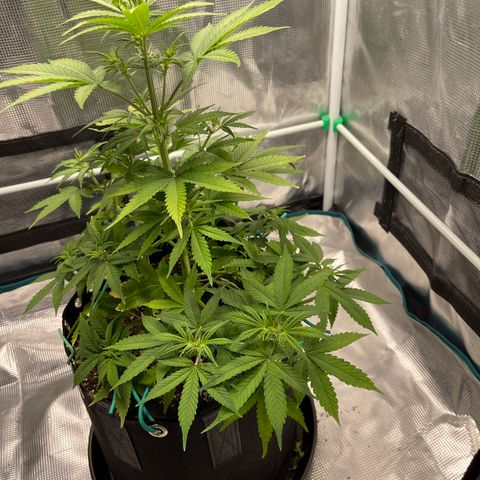 Super Lemon Haze Auto 1/20 growlog timeline photo