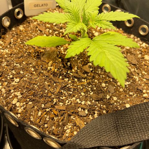 Gelato 1 growlog timeline photo