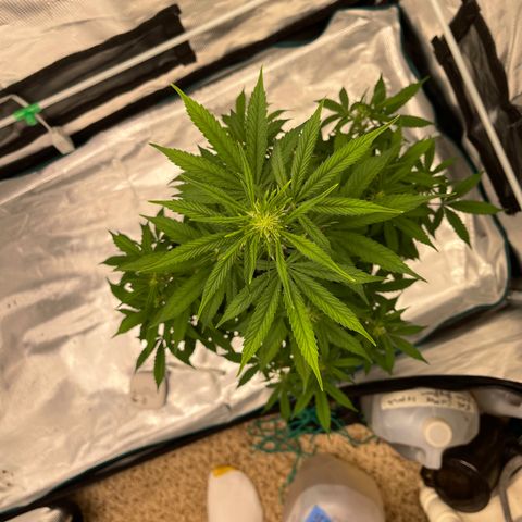 Super Lemon Haze Auto 1/20 growlog timeline photo