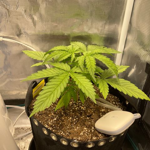 Pineapple 1 growlog timeline photo