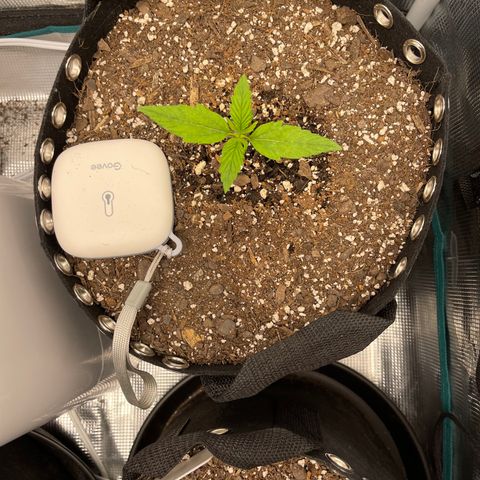 Pineapple 1 growlog timeline photo