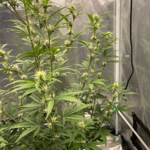 Super Lemon Haze Auto 1/20 growlog timeline photo
