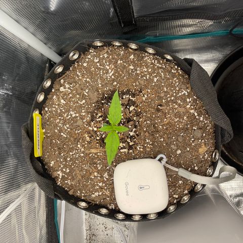 Pineapple 1 growlog timeline photo