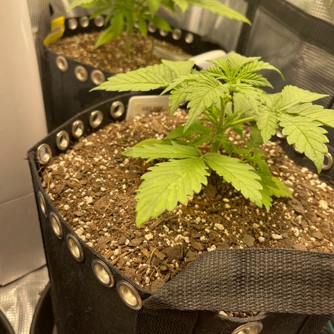 Gelato 1 growlog timeline photo