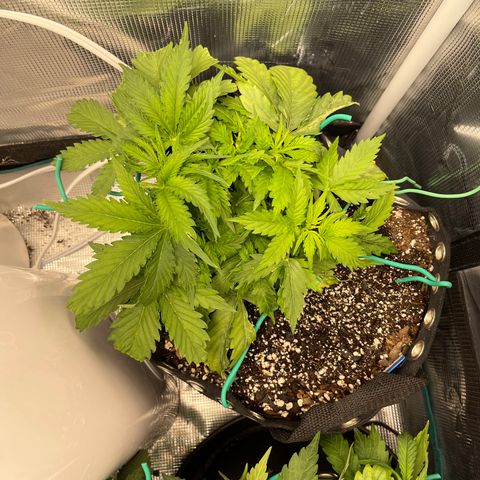 Blue Diesel 1 growlog timeline photo