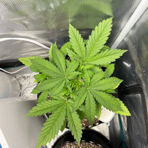 Pineapple 1 growlog timeline photo