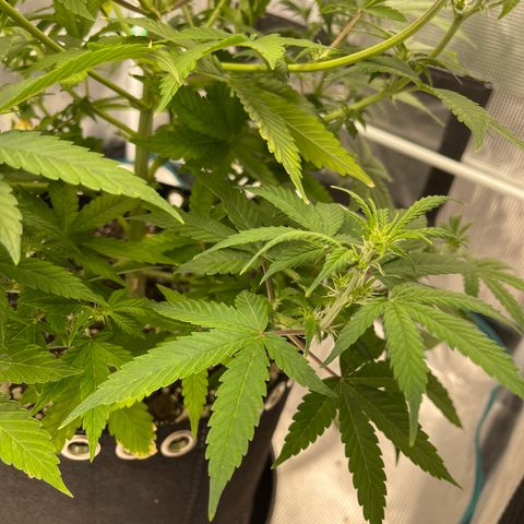 Super Lemon Haze Auto 1/20 growlog timeline photo