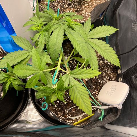 Pineapple 1 growlog timeline photo