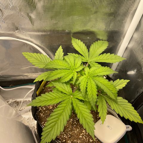 Pineapple 1 growlog timeline photo