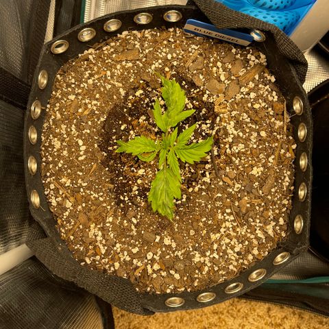 Blue Diesel 1 growlog timeline photo