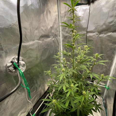 Super Lemon Haze Auto 1/20 growlog timeline photo