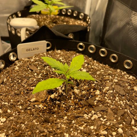 Gelato 1 growlog timeline photo