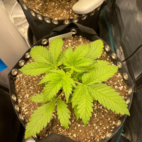 Gelato 1 growlog timeline photo