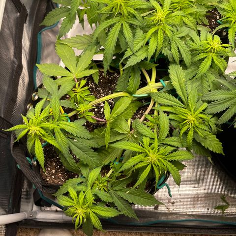 Pineapple 1 growlog timeline photo