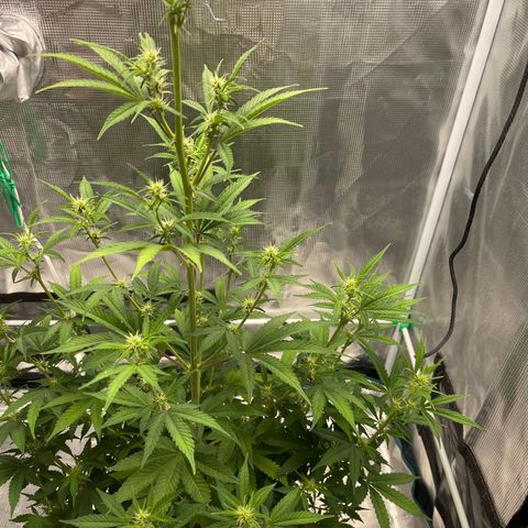 Super Lemon Haze Auto 1/20 growlog timeline photo