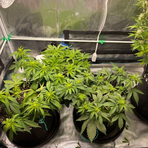 Pineapple 1 growlog photo: 3 Amigos