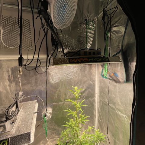 Super Lemon Haze Auto 1/20 growlog timeline photo