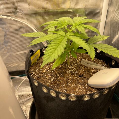 Pineapple 1 growlog timeline photo
