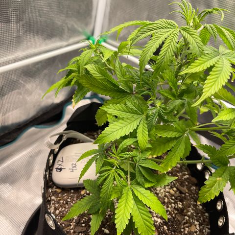 Super Lemon Haze Auto 1/20 growlog photo: Defoiliated bad leaves to give energy to remaining areas of the plant