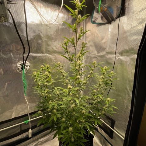 Super Lemon Haze Auto 1/20 growlog photo: Flushing day