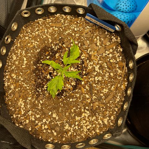 Blue Diesel 1 growlog timeline photo
