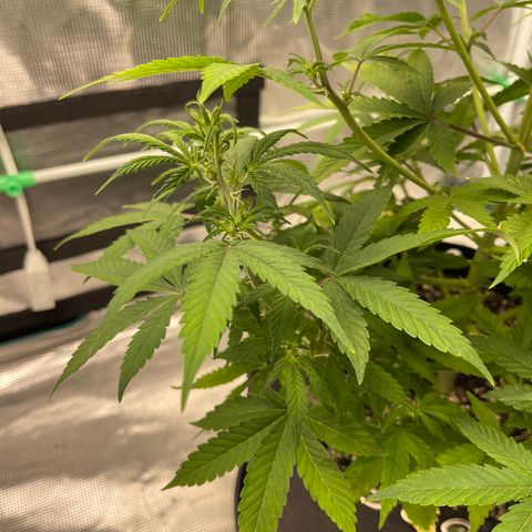Super Lemon Haze Auto 1/20 growlog timeline photo