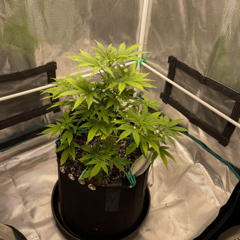 Super Lemon Haze Auto 1/20 growlog timeline photo