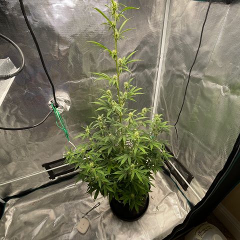 Super Lemon Haze Auto 1/20 growlog timeline photo