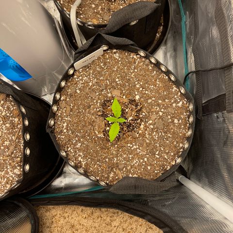 Gelato 1 growlog timeline photo