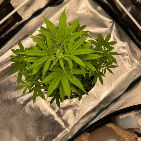 Super Lemon Haze Auto 1/20 growlog timeline photo