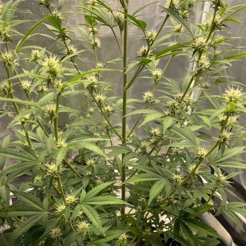 Super Lemon Haze Auto 1/20 growlog timeline photo