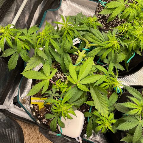 Pineapple 1 growlog timeline photo