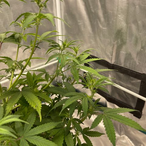 Super Lemon Haze Auto 1/20 growlog timeline photo