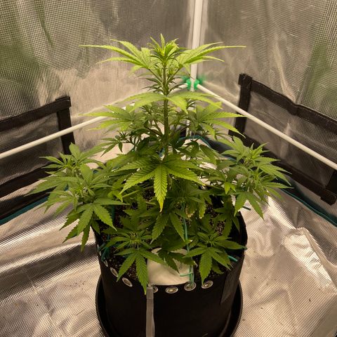 Super Lemon Haze Auto 1/20 growlog timeline photo