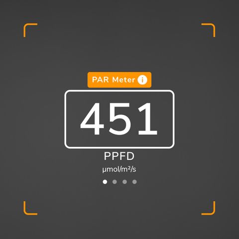 Pineapple 1 growlog timeline photo