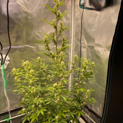 Super Lemon Haze Auto 1/20 growlog timeline photo