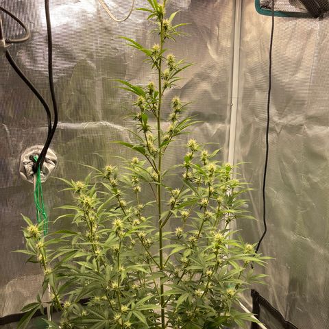 Super Lemon Haze Auto 1/20 growlog timeline photo