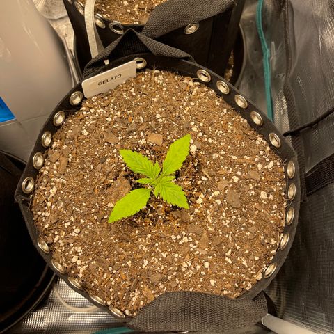 Gelato 1 growlog timeline photo